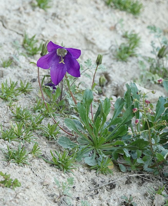 Campanula saxifraga.1.jpg