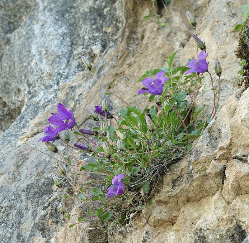 Campanula saxifraga.5.jpg