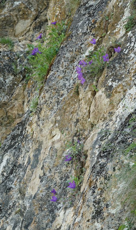 Campanula saxifraga.6.jpg