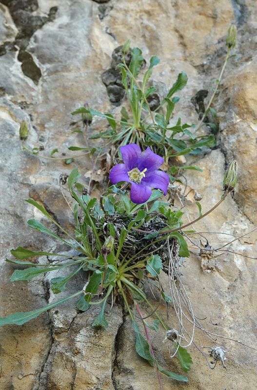 Campanula saxifraga.8.jpg