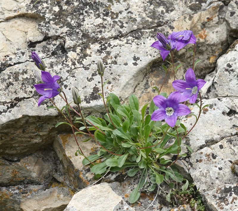 Campanula saxifraga.9.jpg