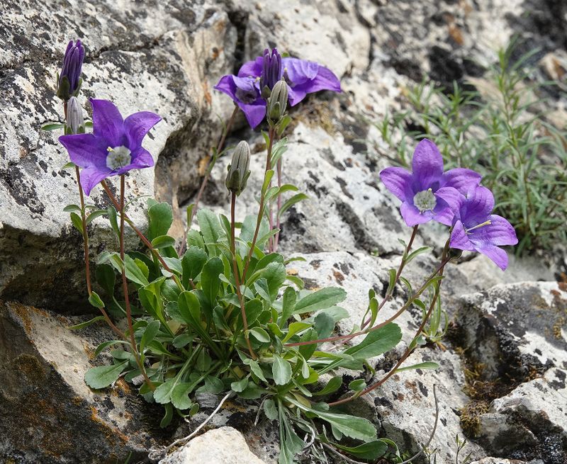 Campanula saxifraga.10.jpg