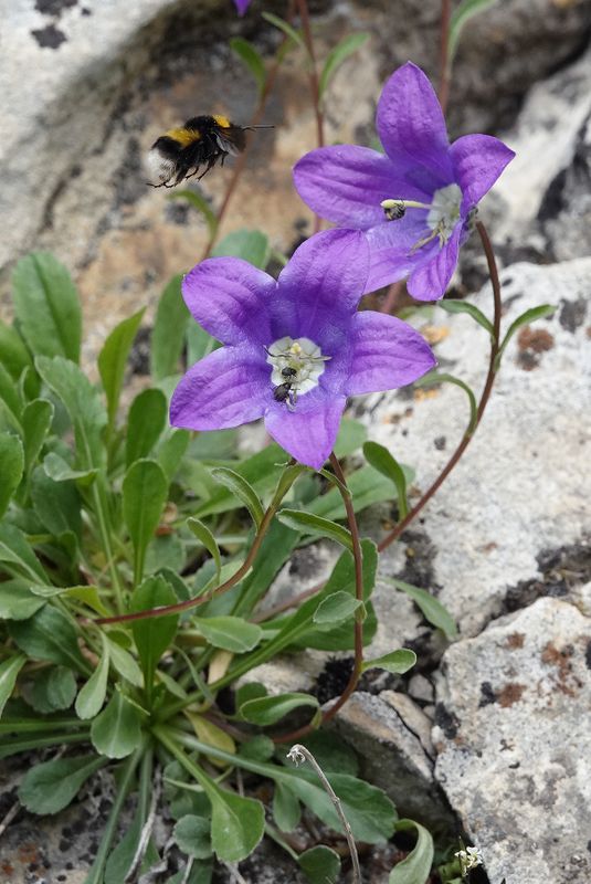 Campanula saxifraga.11.jpg