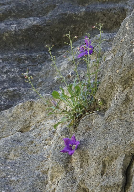 Campanula saxifraga.jpg