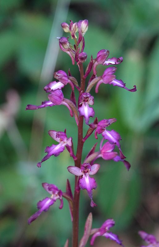 Himantoglossum formosum. Closer.3.jpg