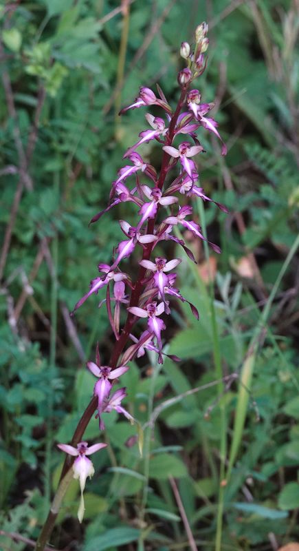 Himantoglossum formosum. Closer.6.jpg