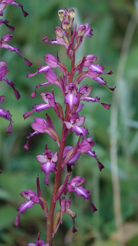 Himantoglossum formosum. Closer.jpg