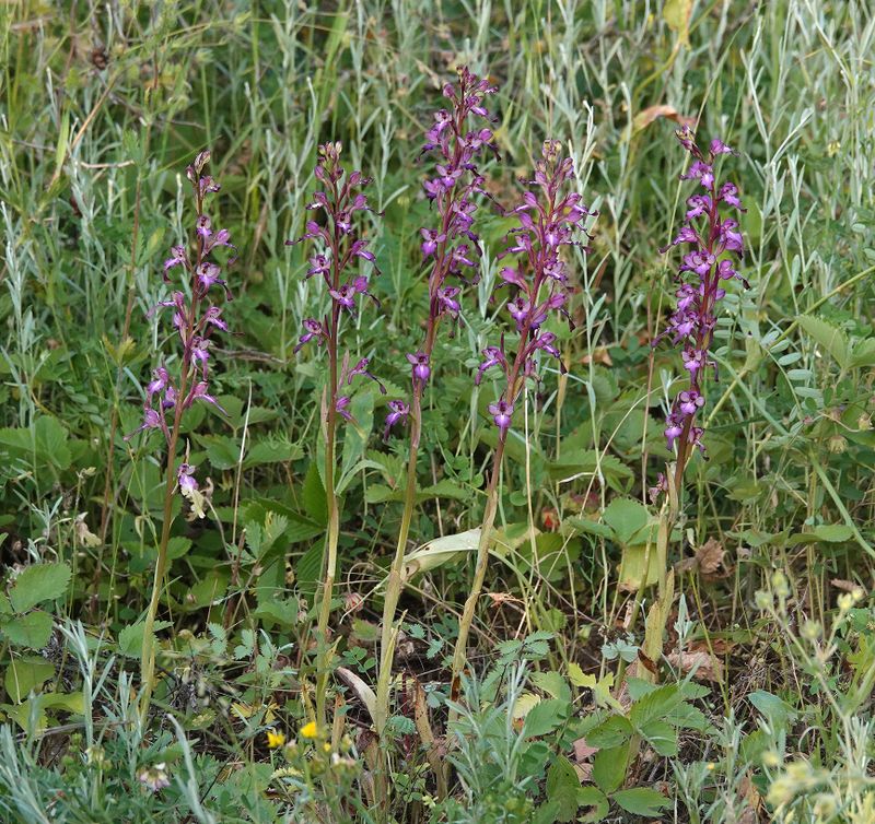 Himantoglossum formosum. Five on a row.1.jpg