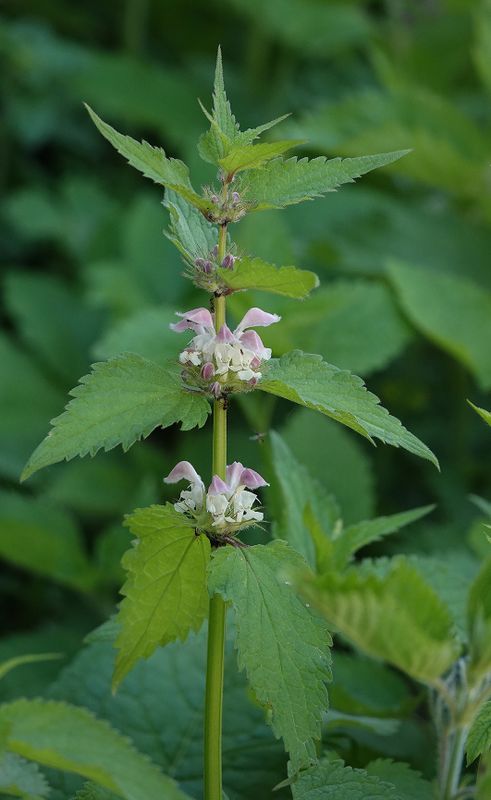 Lamium album.2.jpg