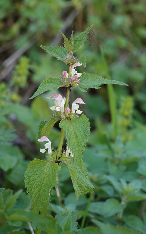 Lamium album.3.jpg