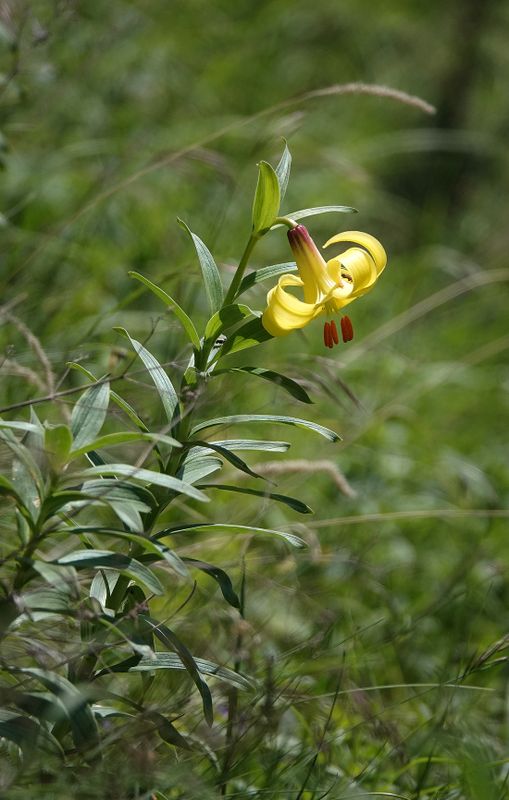 Lilium monadelphum.2.jpg