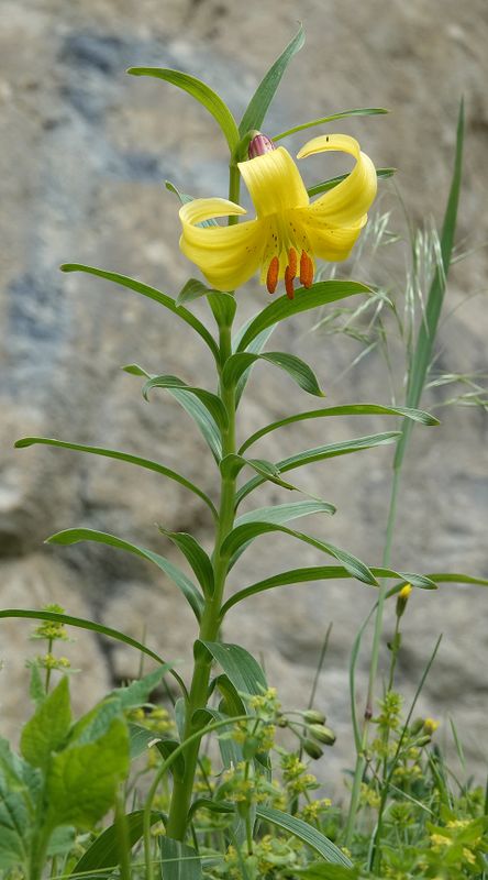 Lilium monadelphum.6.jpg