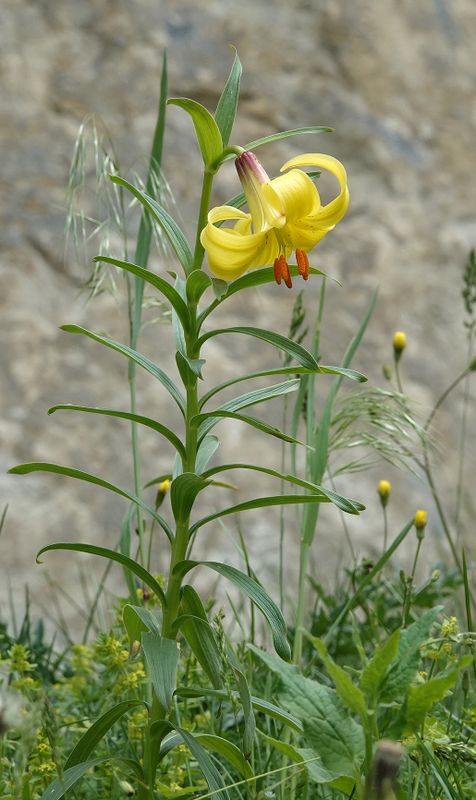 Lilium monadelphum.jpg