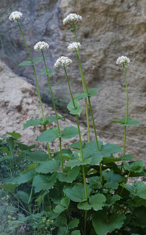 Valeriana alliariifolia. Closer.jpg