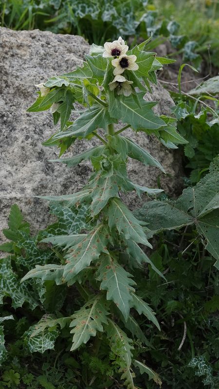 Hyoscyamus niger.2.jpg