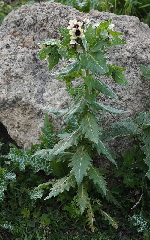 Hyoscyamus niger.jpg