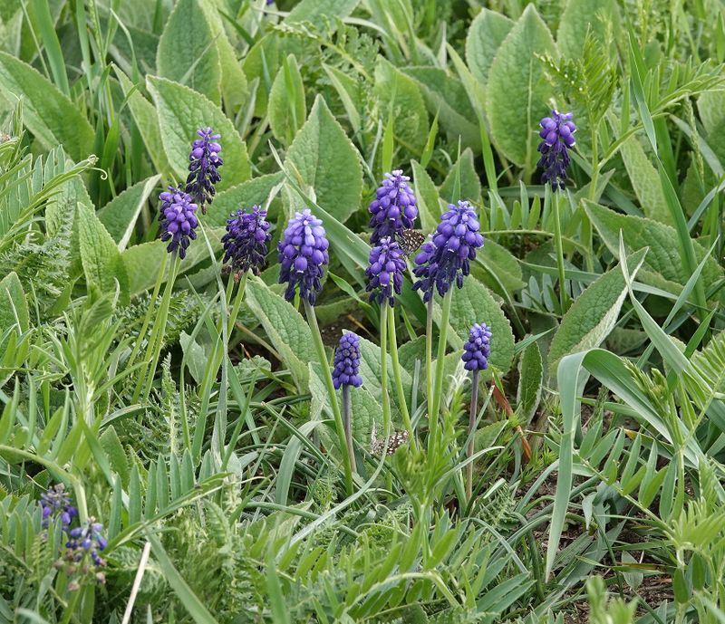 Muscari.jpg