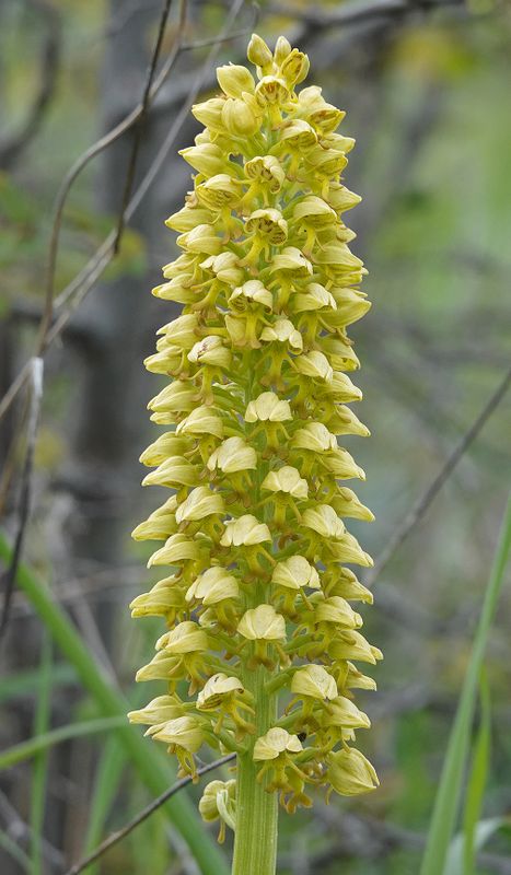 Orchis punctulata. Closer.1.jpg