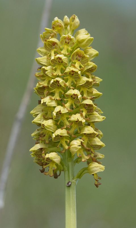 Orchis punctulata. Closer.2.jpg