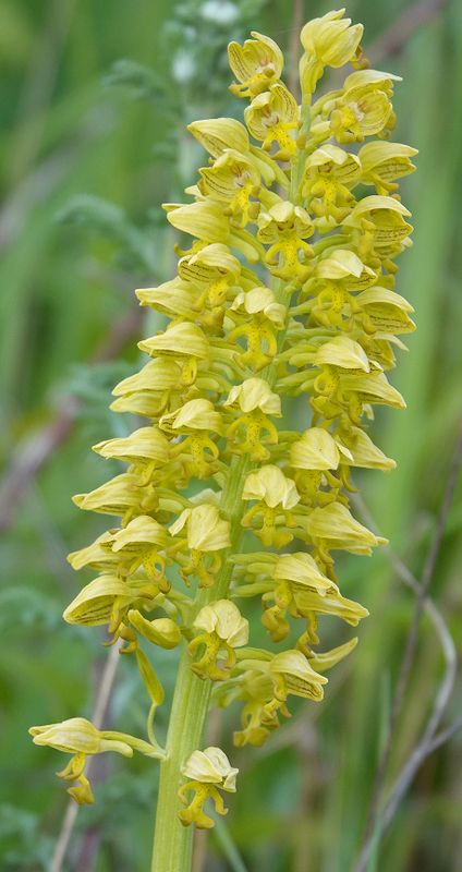 Orchis punctulata. Closer.4.jpg