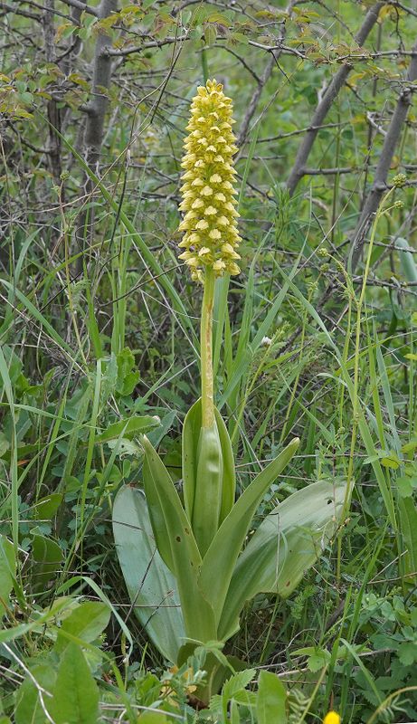 Orchis punctulata.1.jpg