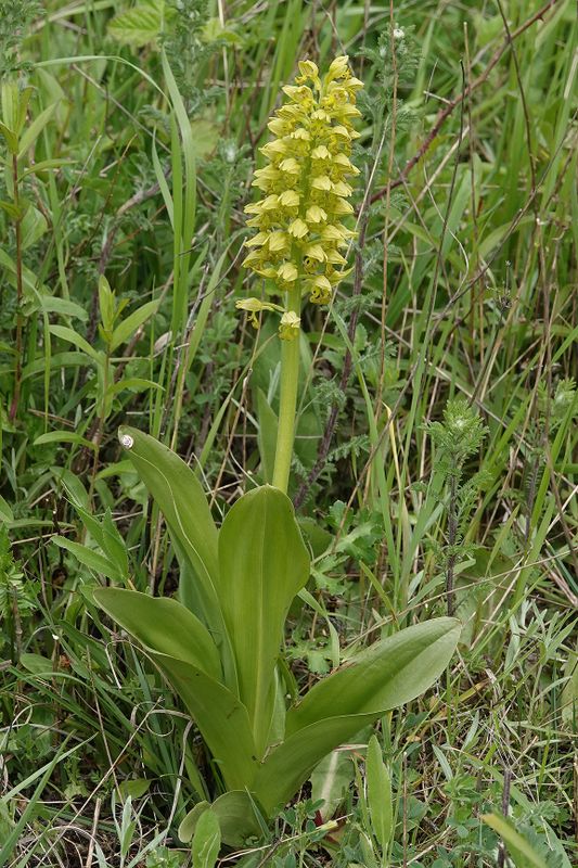 Orchis punctulata.2.jpg