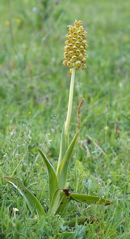 Orchis punctulata.7.jpg