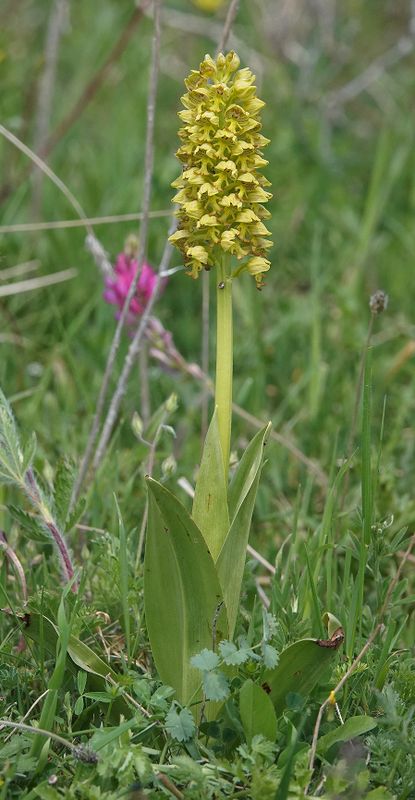 Orchis punctulata.jpg