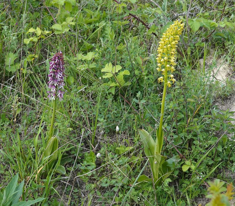 Orchis purpurea subsp. caucasica and Orchis punctulata.jpg