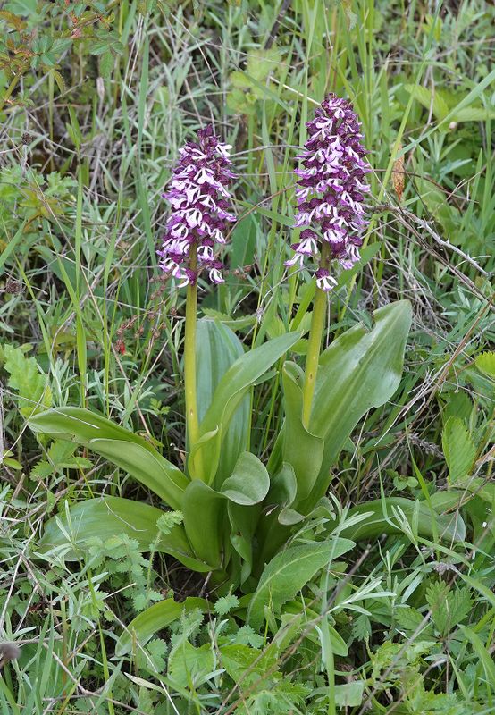 Orchis purpurea subsp. caucasica.jpg