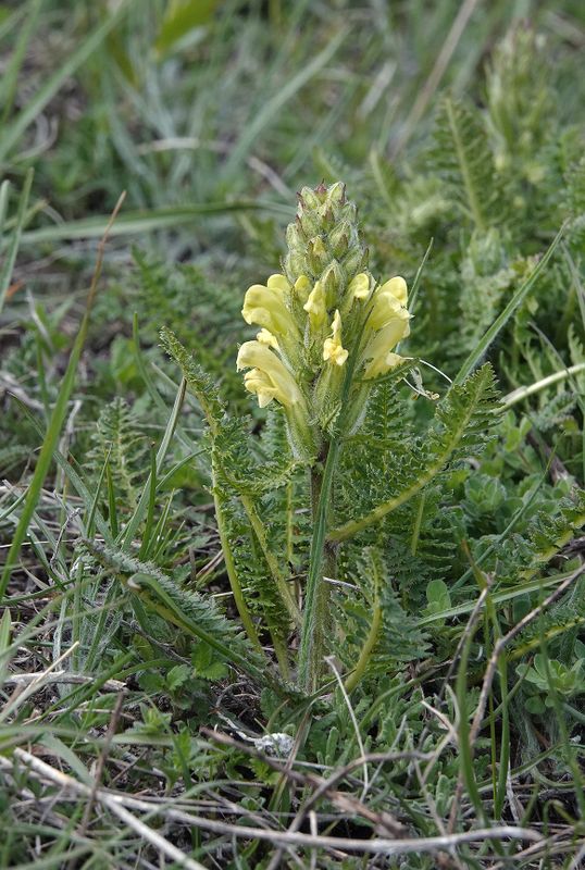 Pedicularis sibthorpii.2.jpg