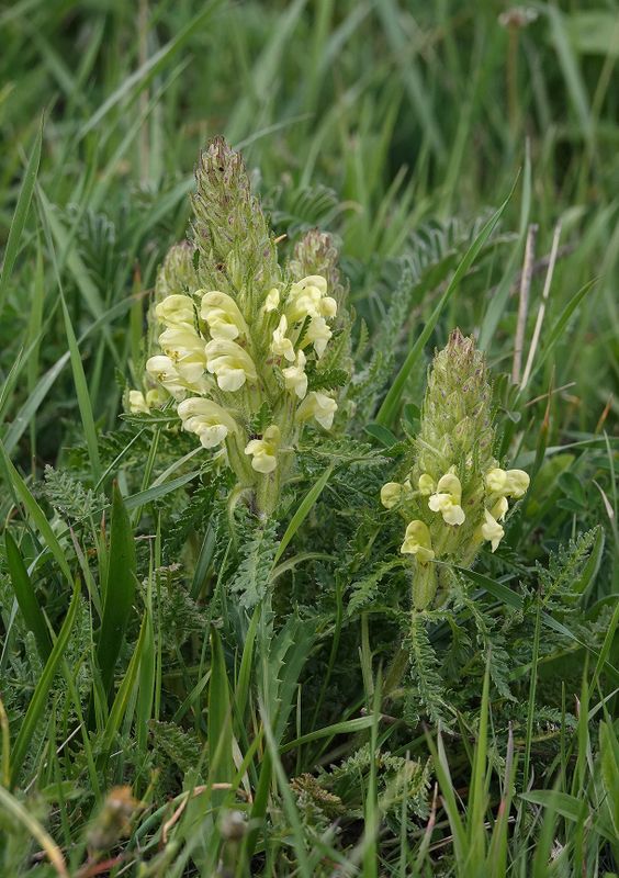 Pedicularis sibthorpii.3.jpg