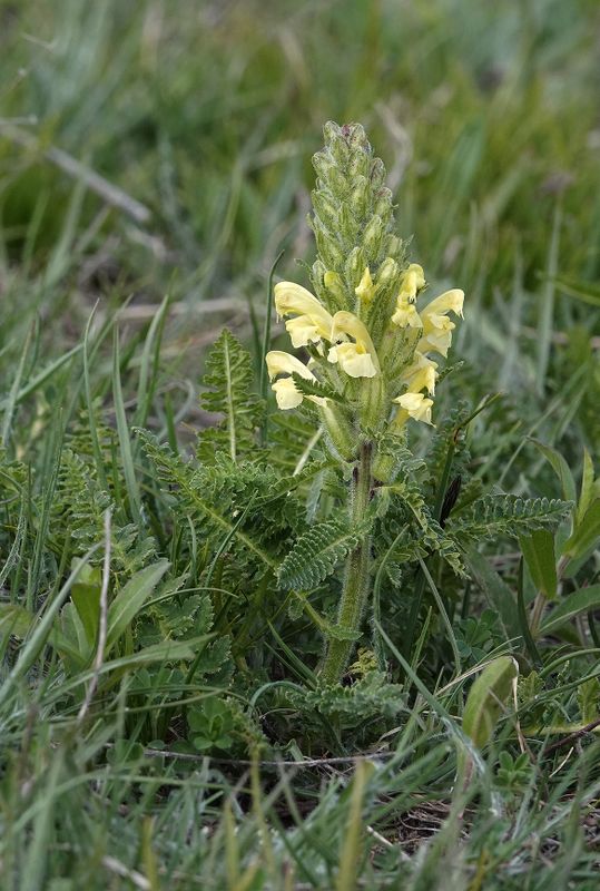 Pedicularis sibthorpii.jpg