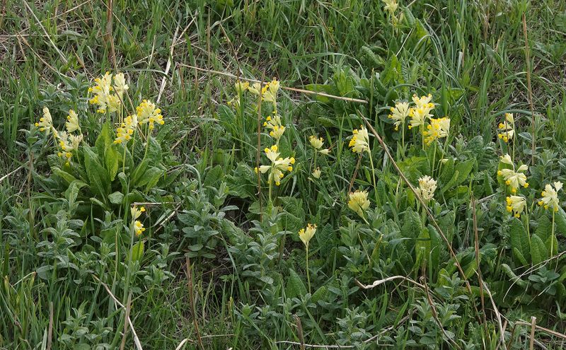 Primula veris.jpg