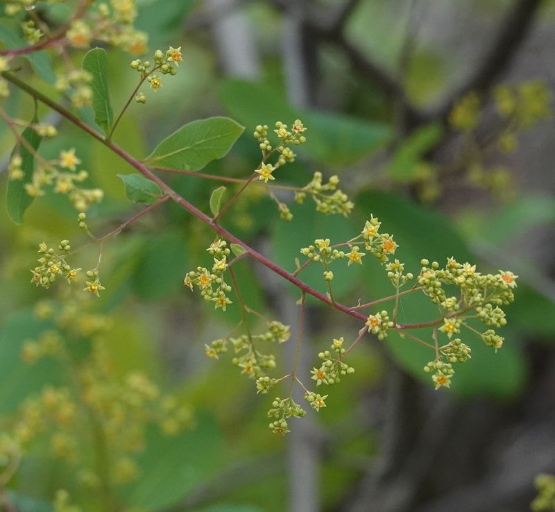 Cotinus coggygria. Closer.3.jpg