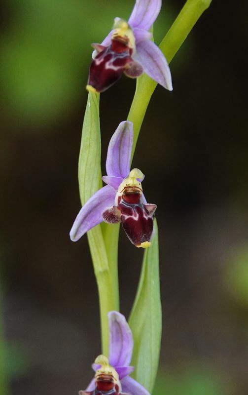 Ophrys oestrifera. Closer.1.jpg