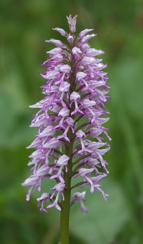 Orchis militaris subsp. stevenii Closer.3.jpg