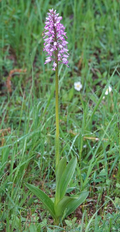 Orchis militaris subsp. stevenii.4.jpg