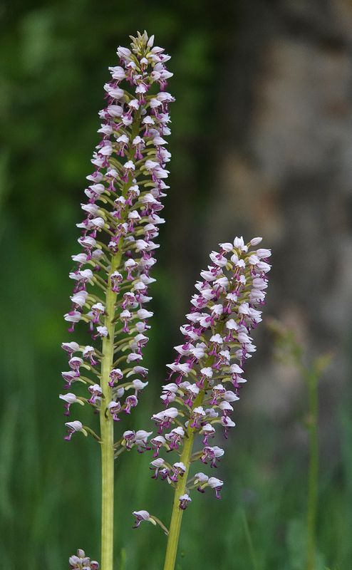 Orchis x chabalensis. Closer.5.jpg