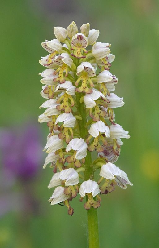Orchis x chabalensis. Closer.12 .jpg