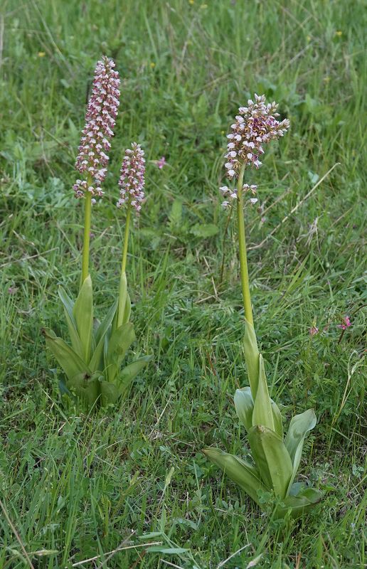 Orchis x chabalensis.4.jpg