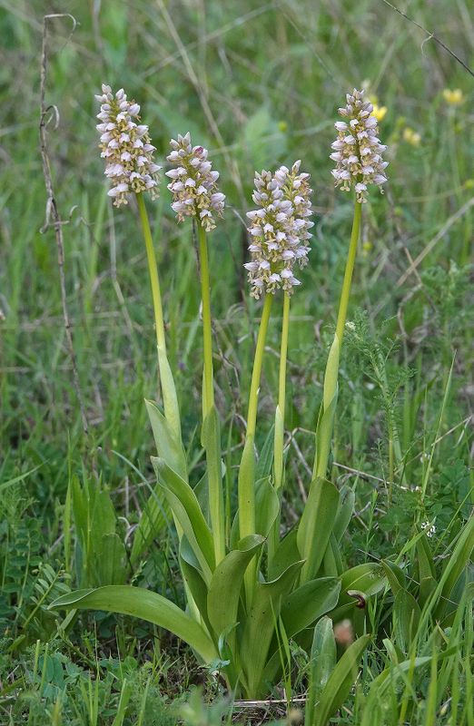 Orchis x chabalensis.7 (1).jpg