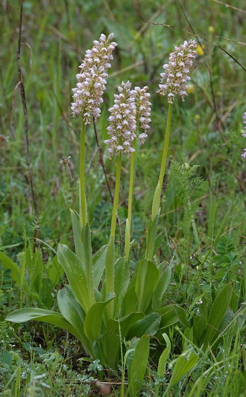 Orchis x chabalensis.11.jpg