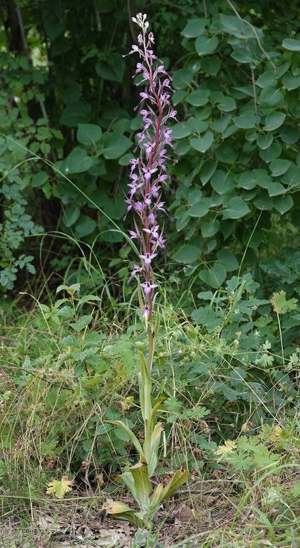 Himantoglossum formosum.2.jpg