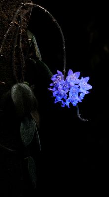 Hoya thomsonii UV.jpg