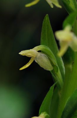 Platanthera micrantha. Close-up.2.jpg