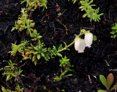 Daboecia azorica. white.jpg