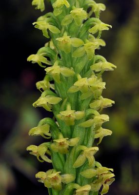 Platanthera pollostantha. Close-up.jpg
