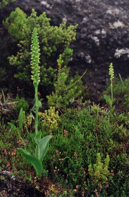 Platanthera pollostantha.2.jpg