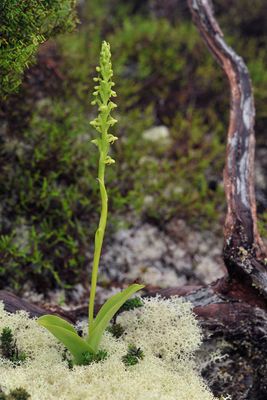 Platanthera pollostantha.3.jpg